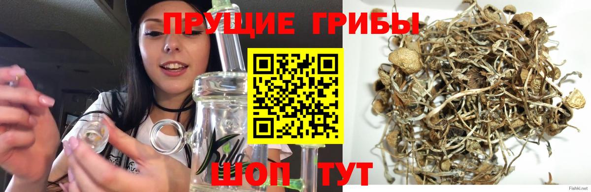 Галлюциногенные грибы мицелий  Галлюциногенные грибы мицелий  Северобайкальск  Вход с VPN 